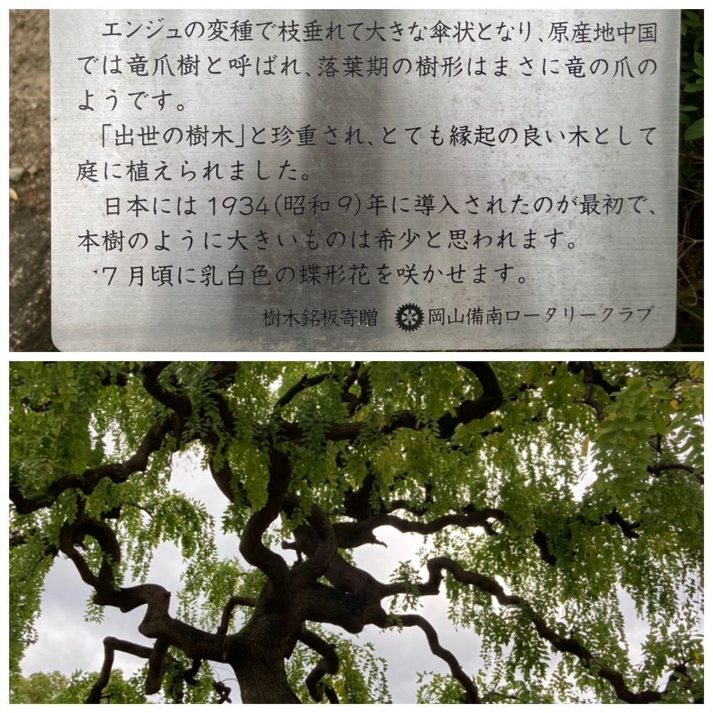 うーとらマンさんが投稿した半田山植物園の桜・バラに関する口コミの画像