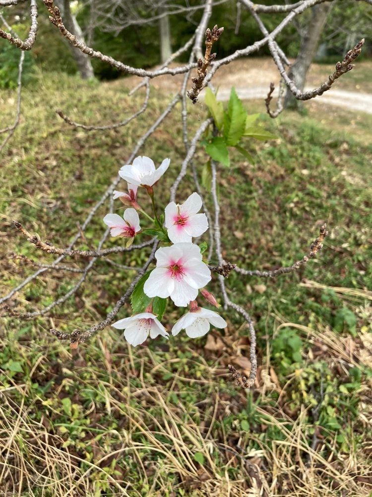 うーとらマンさんが投稿した半田山植物園の桜・バラに関する口コミの画像