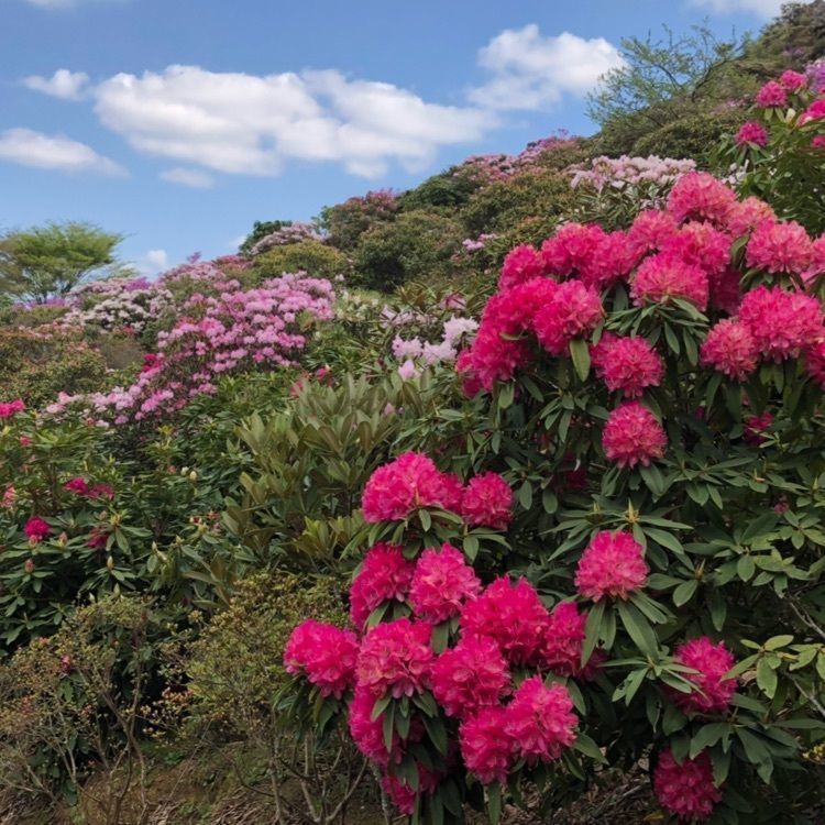 surumeさんが投稿した星の花公園に関する口コミの画像