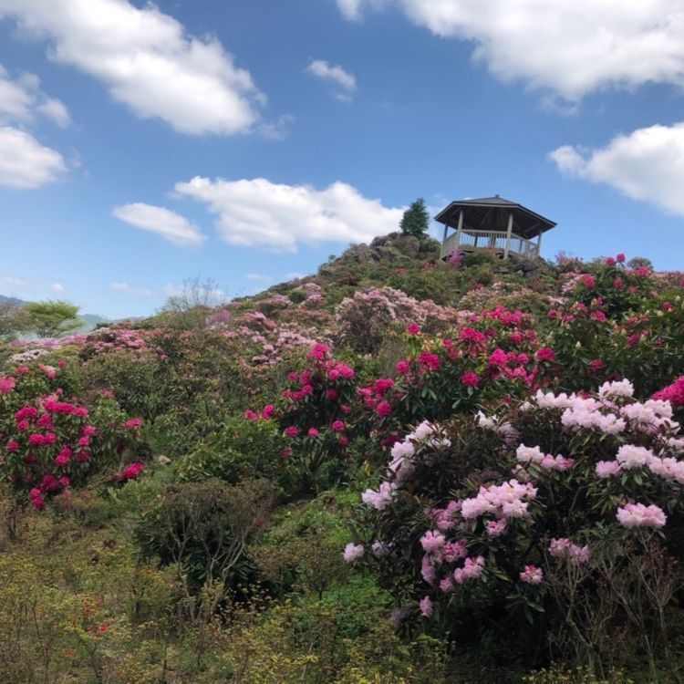 surumeさんが投稿した星の花公園に関する口コミの画像