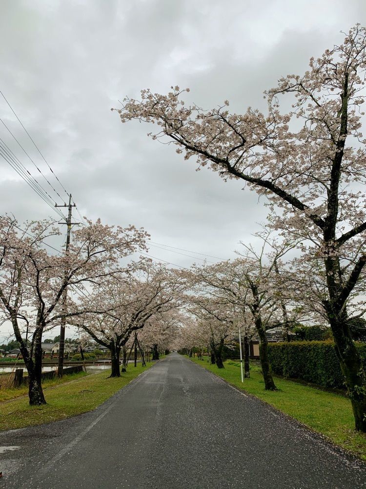 formal_cafeteria_8688さんが投稿した母智丘の桜に関する口コミの画像