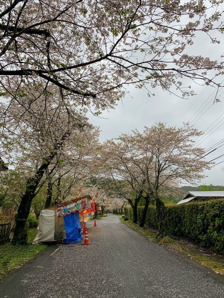 formal_cafeteria_8688さんが投稿した母智丘の桜に関する口コミの画像