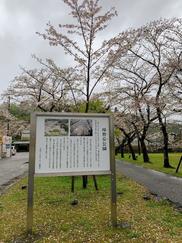 formal_cafeteria_8688さんが投稿した母智丘の桜に関する口コミの画像