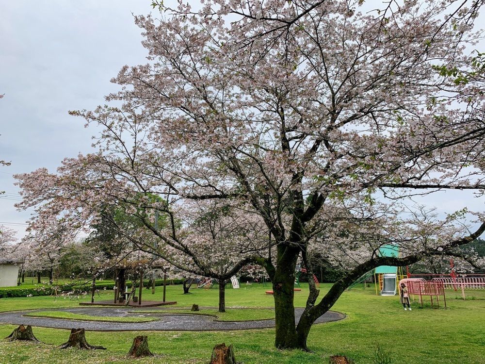 formal_cafeteria_8688さんが投稿した母智丘関之尾公園に関する口コミの画像