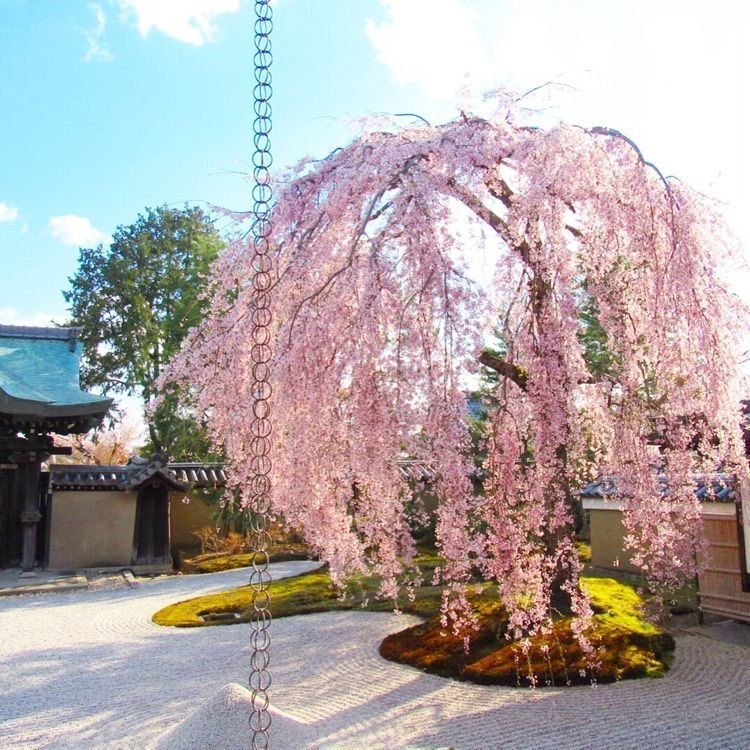 あやぞうさんが投稿した閉店 スロージェットコーヒー 高台寺に関する口コミの画像