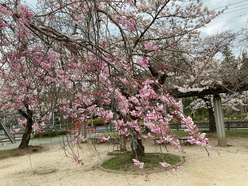 faery_rosa__flowerさんが投稿した飯能中央公園に関する口コミの画像