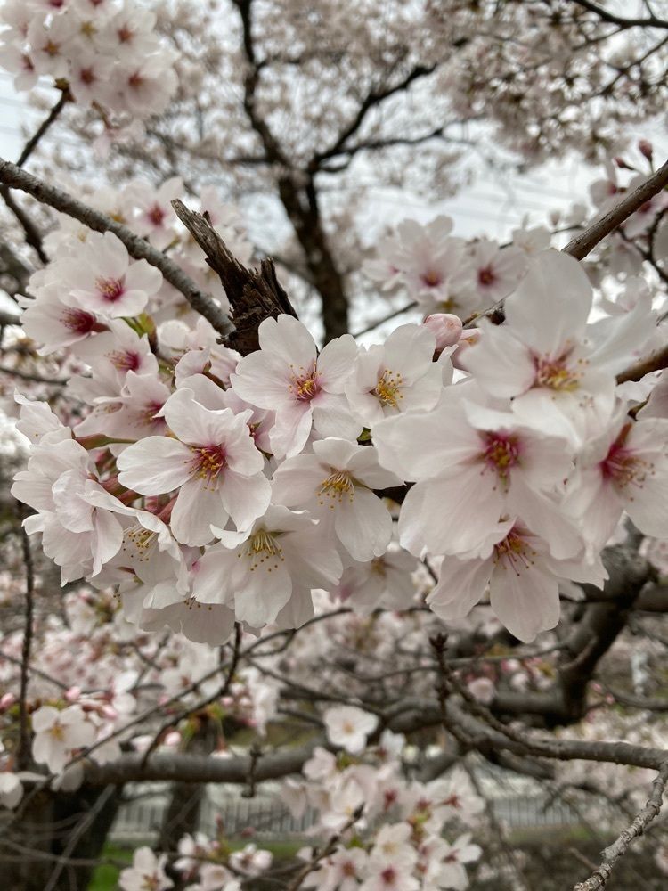 faery_rosa__flowerさんが投稿した飯能中央公園に関する口コミの画像