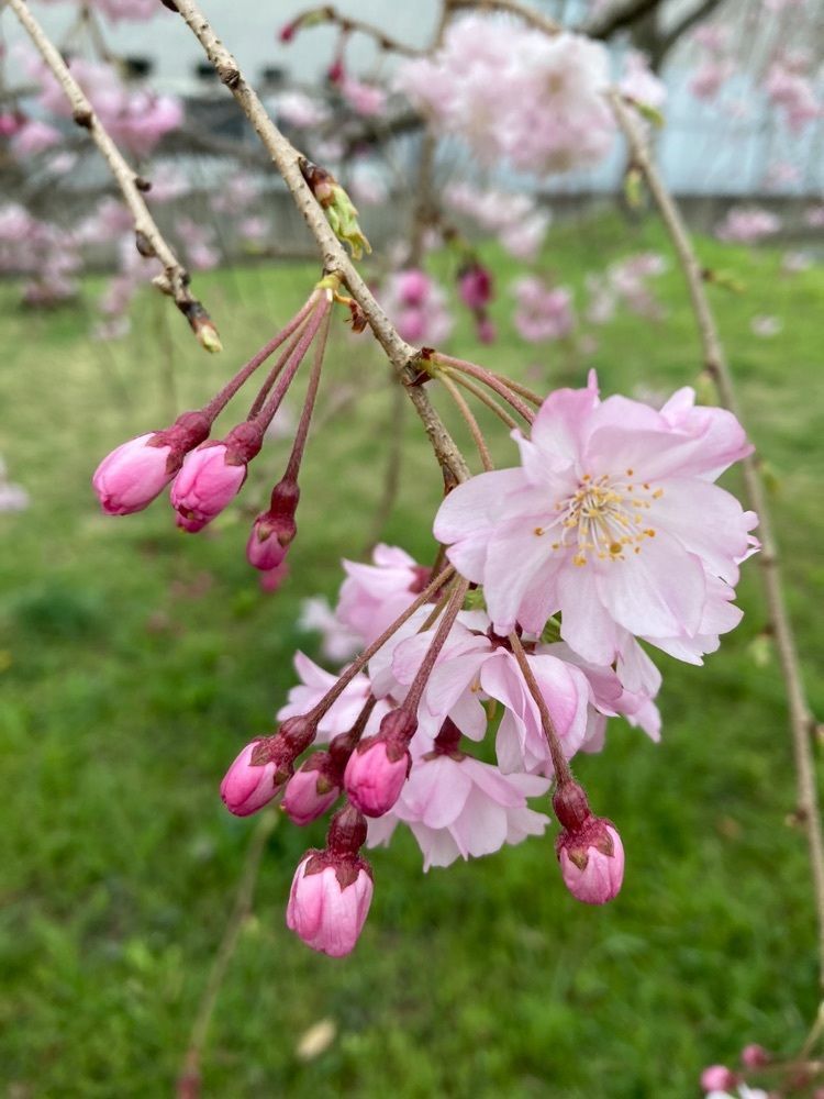 faery_rosa__flowerさんが投稿した飯能中央公園に関する口コミの画像