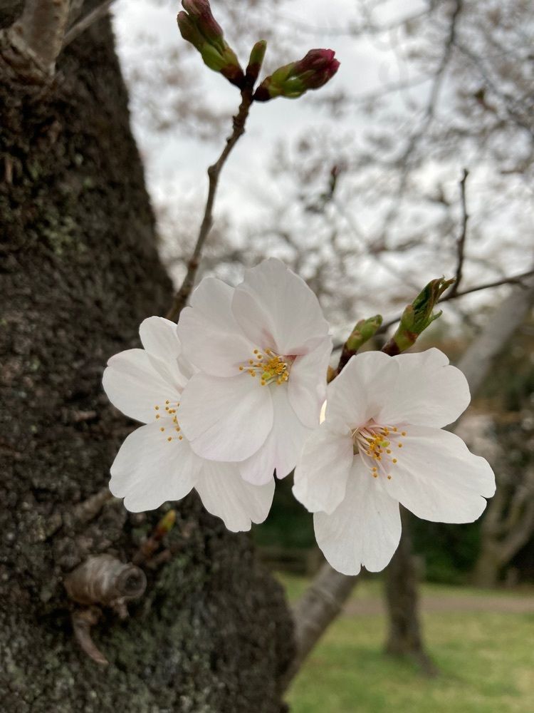 faery_rosa__flowerさんが投稿した飯能中央公園に関する口コミの画像