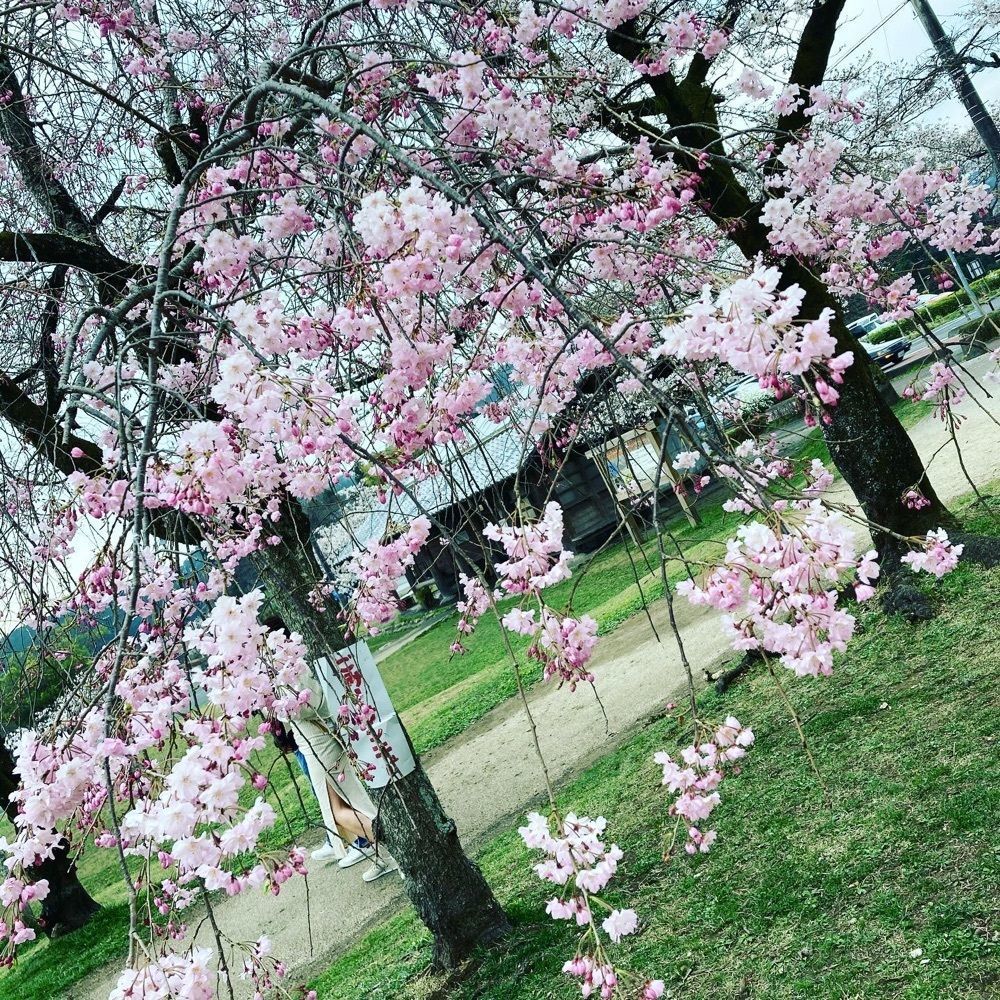 faery_rosa__flowerさんが投稿した飯能中央公園に関する口コミの画像
