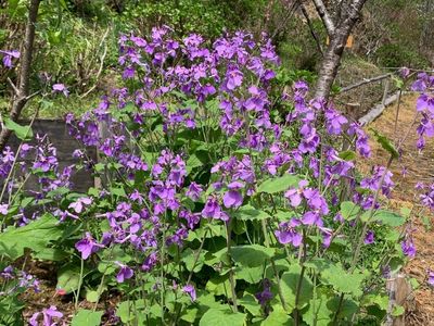 豊岡国際カントリークラブ 4枚目