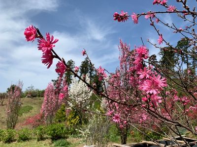 豊岡国際カントリークラブ 7枚目