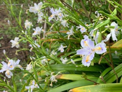 豊岡国際カントリークラブ 8枚目