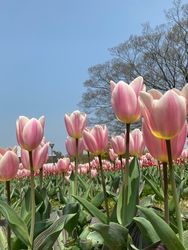 口コミ一覧 万博記念公園 豊中 池田 高槻 その他 Aumo アウモ