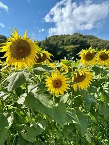 ひまわりの花畑