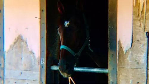 綾馬事公苑
