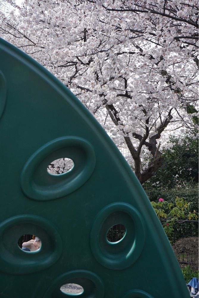 merryさんが投稿した掃部山公園に関する口コミの画像