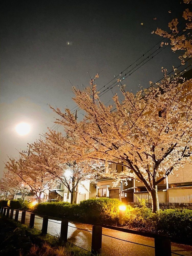 🤎アイヒンまま🤎さんが投稿した新川千本桜に関する口コミの画像