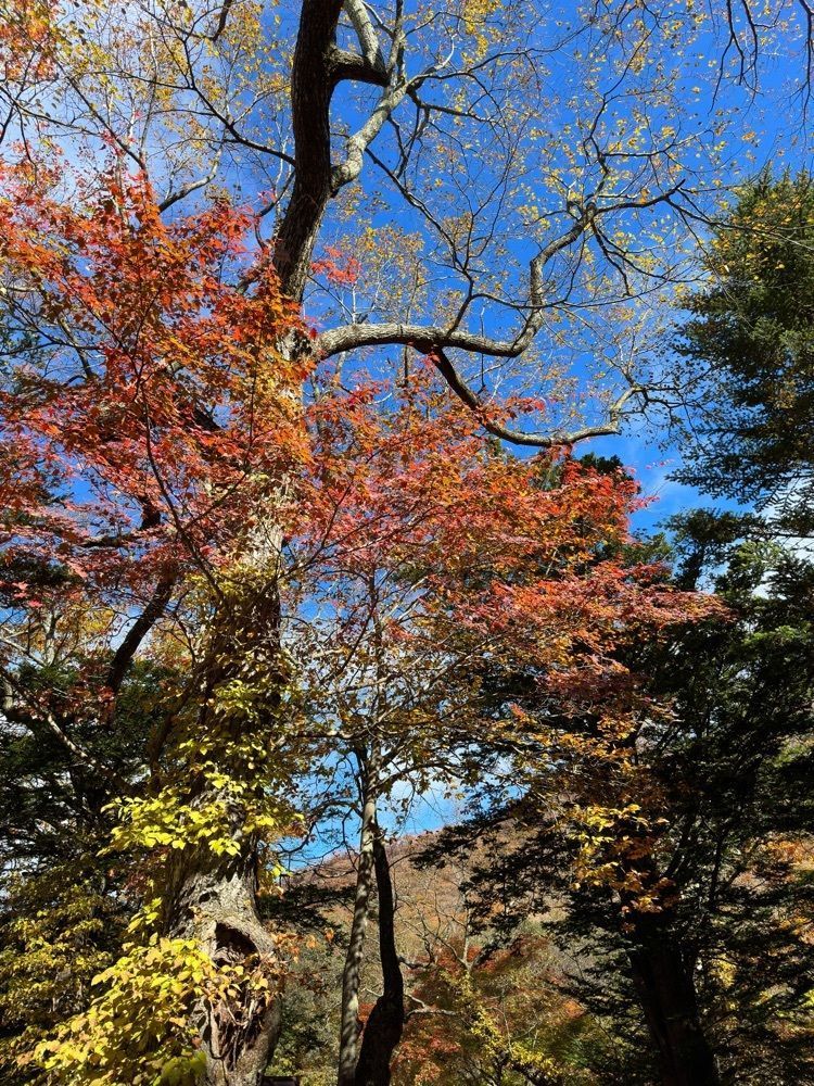 からっ風②さんが投稿した大沼（群馬県前橋市）に関する口コミの画像