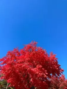 日光白根山ロープウェイ センターステーション