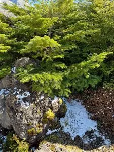 山頂しらね