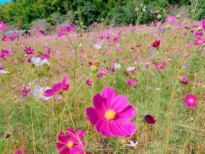 国宝臼杵石仏の蓮の花