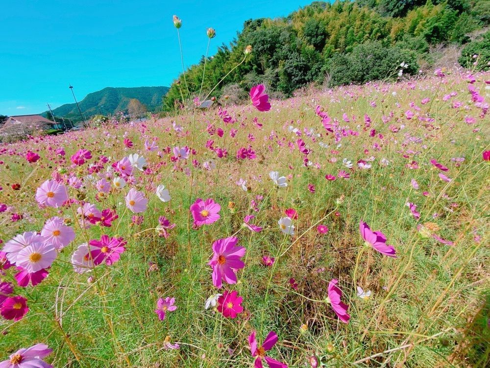 鉄道こまちさんが投稿した国宝臼杵石仏の蓮の花に関する口コミの画像