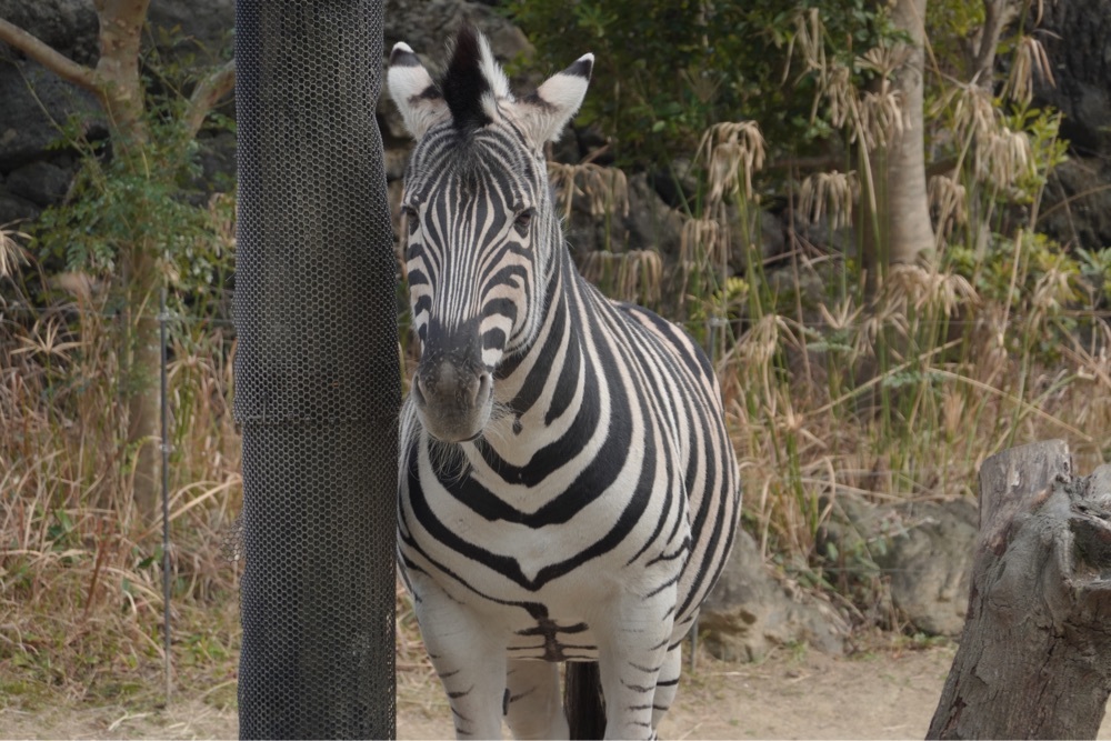 warm_showtime_d114さんが投稿した到津の森公園に関する口コミの画像