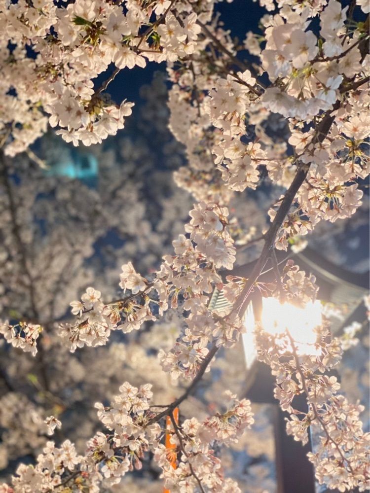 YYY🌈TOKYOさんが投稿した新川千本桜に関する口コミの画像