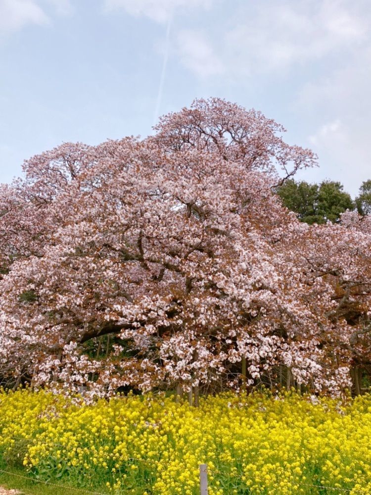 emico.fさんが投稿した吉高の大桜に関する口コミの画像