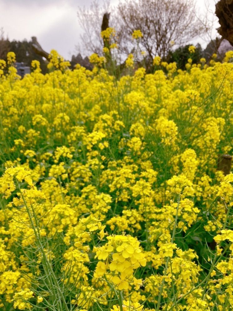 emico.fさんが投稿した吉高の大桜に関する口コミの画像