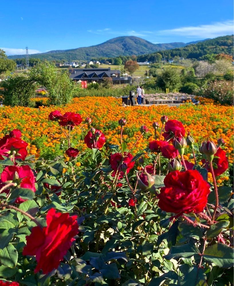 calm_gift_1030さんが投稿したRose Farm Market & Cafe（ローズ ファーム マーケット アンド カフェ）に関する口コミの画像