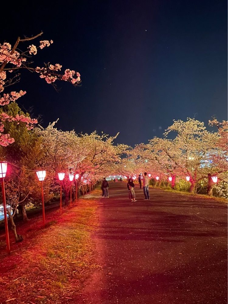 みーなさんが投稿した住吉堤防敷桜並木に関する口コミの画像