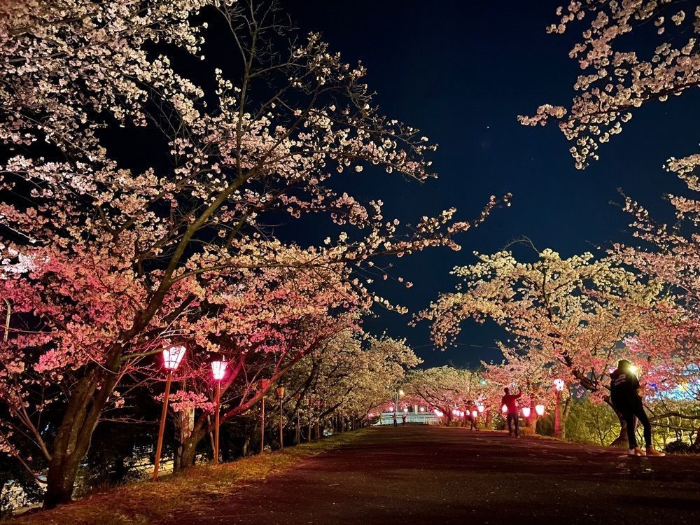 みーなさんが投稿した住吉堤防敷桜並木に関する口コミの画像