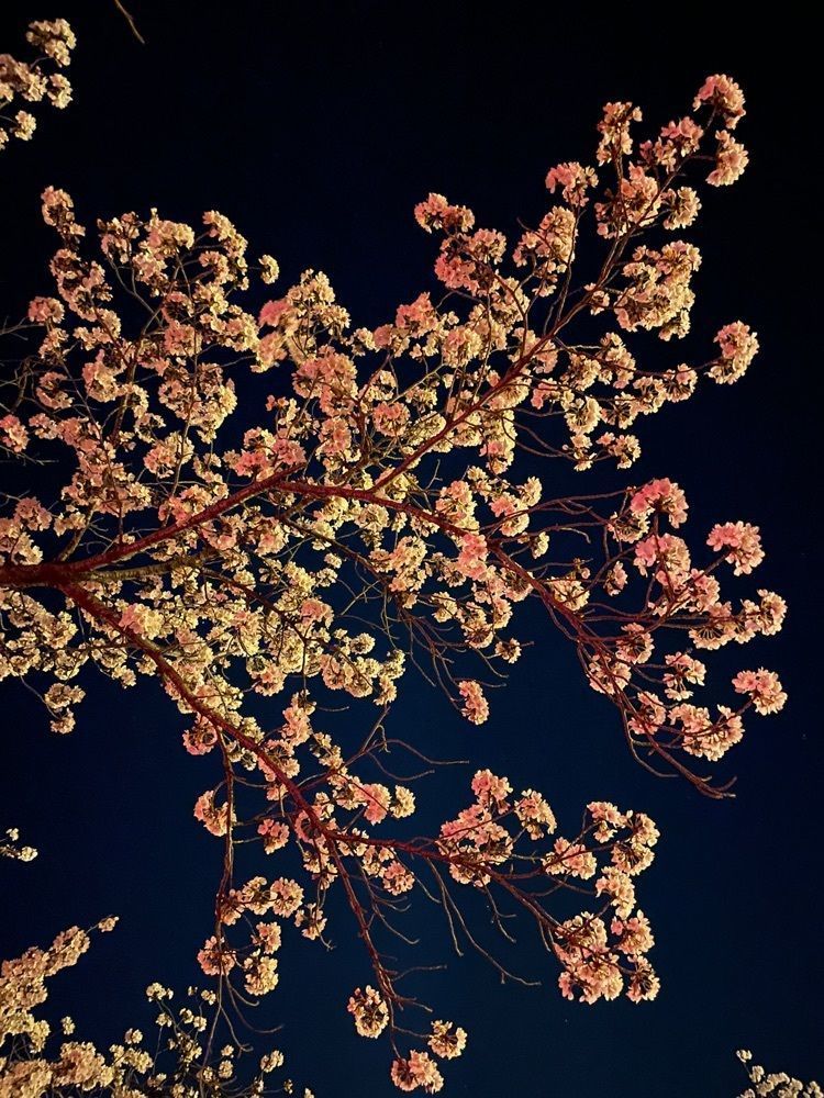 みーなさんが投稿した住吉堤防敷桜並木に関する口コミの画像