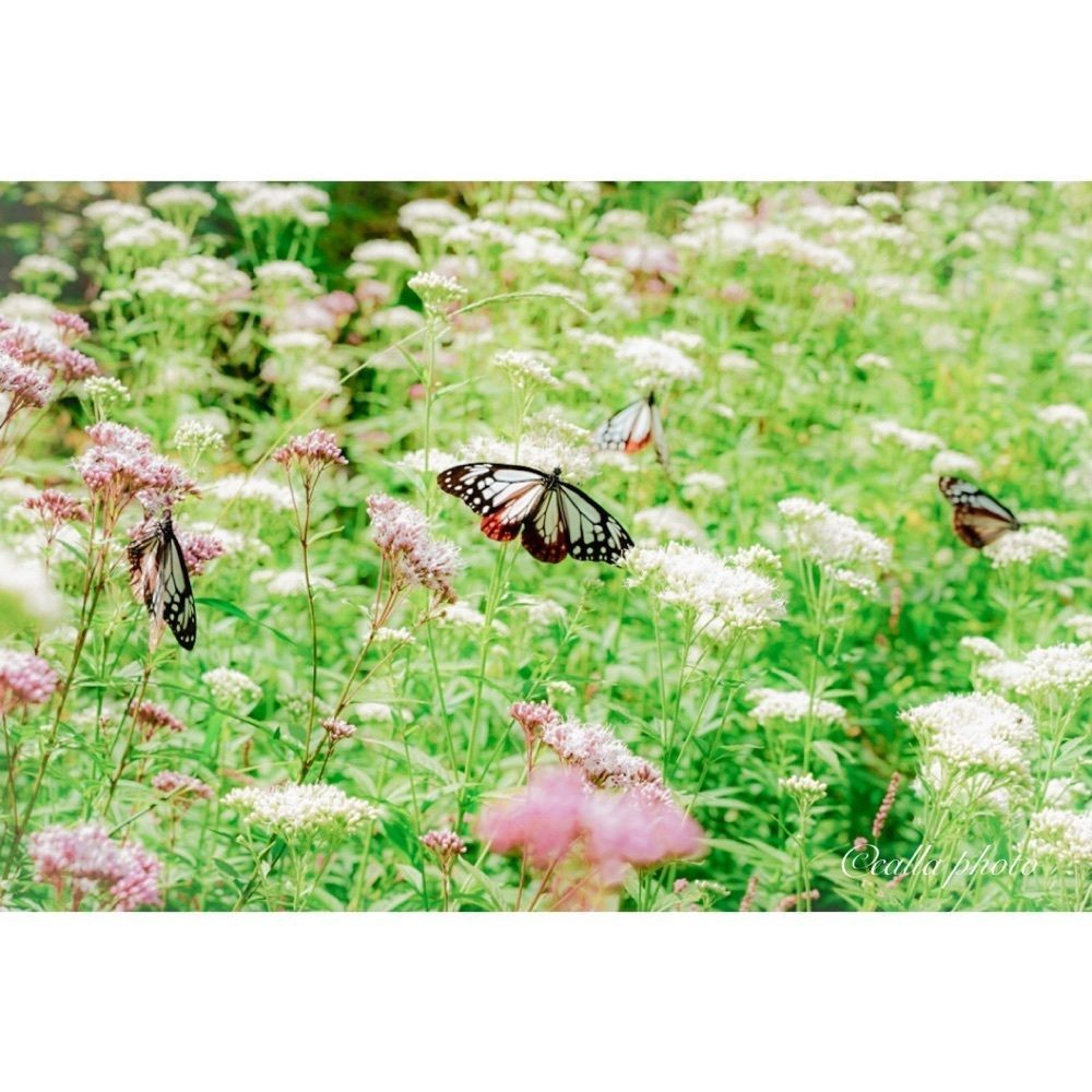 urban_garden_243aさんが投稿した摩耶山天上寺に関する口コミの画像