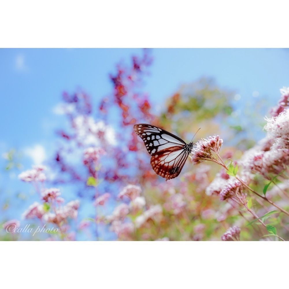 urban_garden_243aさんが投稿した摩耶山天上寺に関する口コミの画像