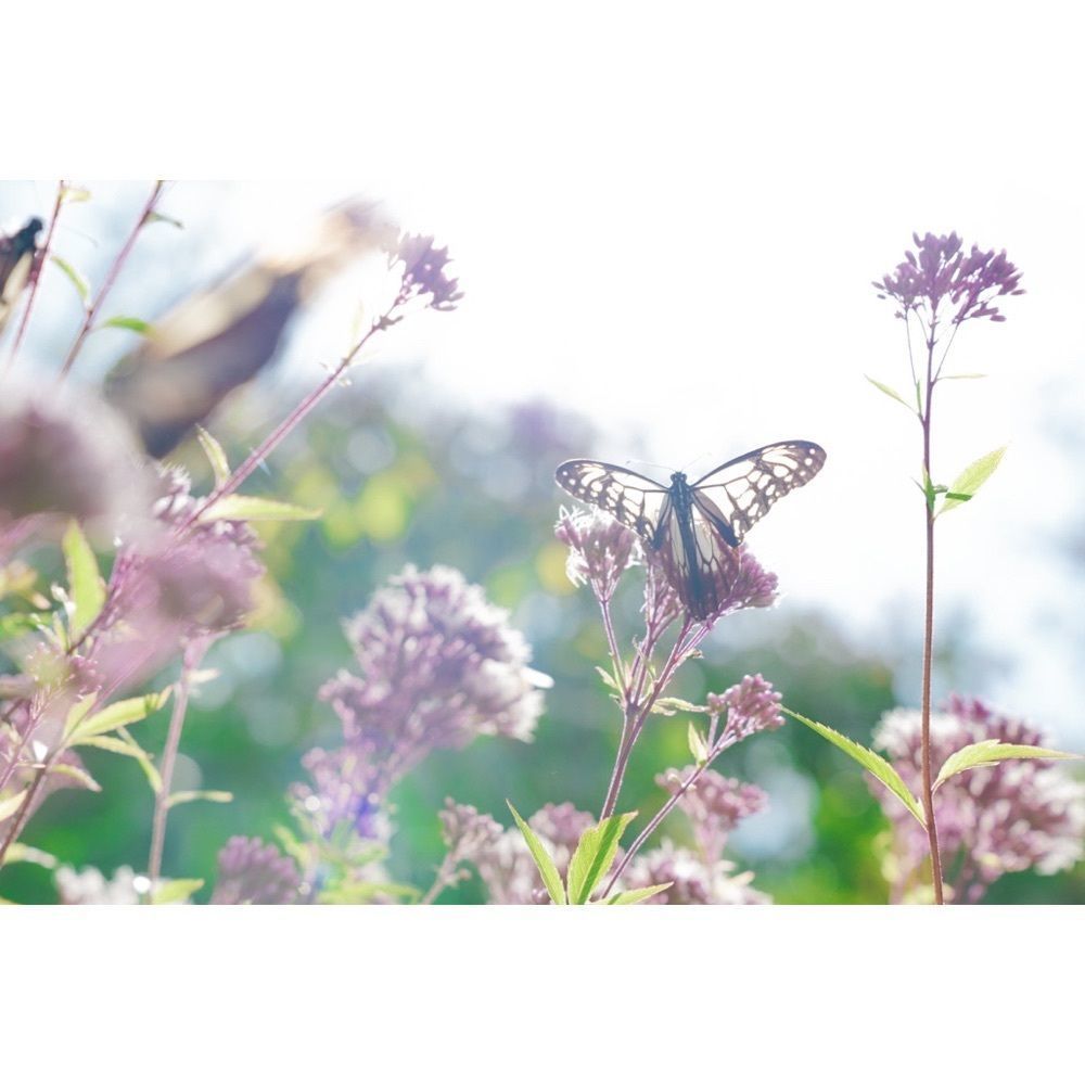 urban_garden_243aさんが投稿した摩耶山天上寺に関する口コミの画像