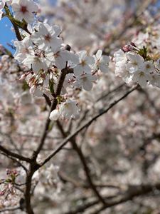 田んぼをつかった花畑 2枚目