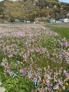 田んぼをつかった花畑 4枚目