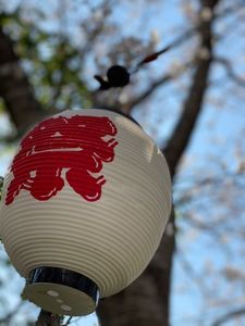 田んぼをつかった花畑 6枚目