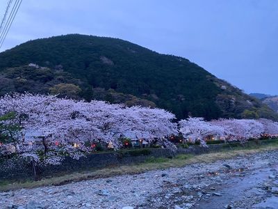 田んぼをつかった花畑 7枚目