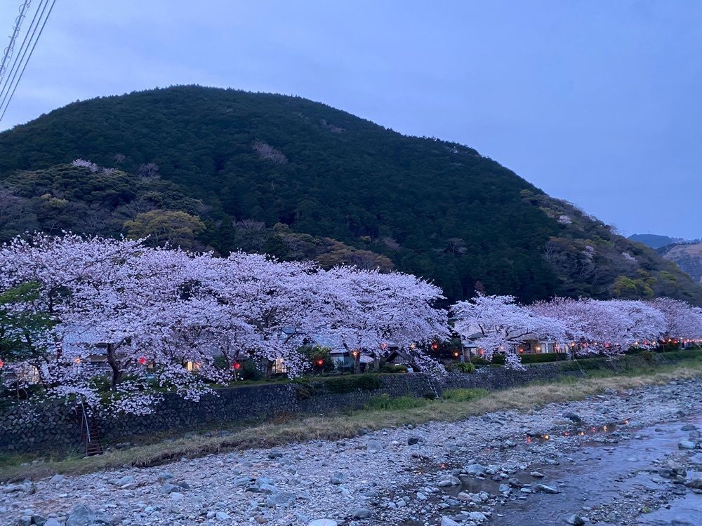 たくやさんが投稿した田んぼをつかった花畑に関する口コミの画像
