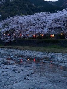 田んぼをつかった花畑 8枚目