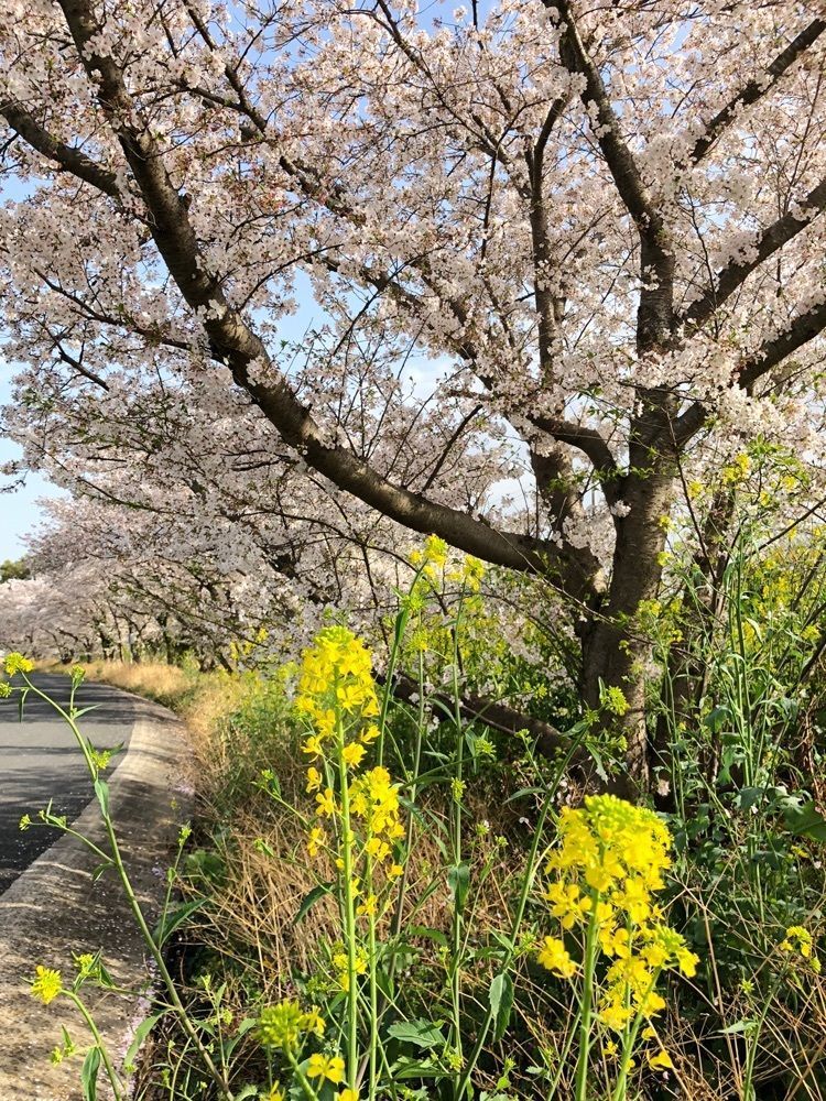 miiさんが投稿した元荒川の桜並木に関する口コミの画像