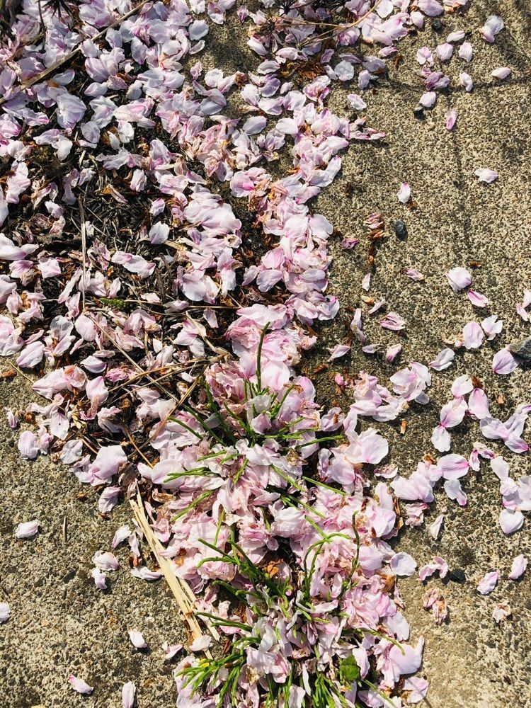 miiさんが投稿した元荒川の桜並木に関する口コミの画像