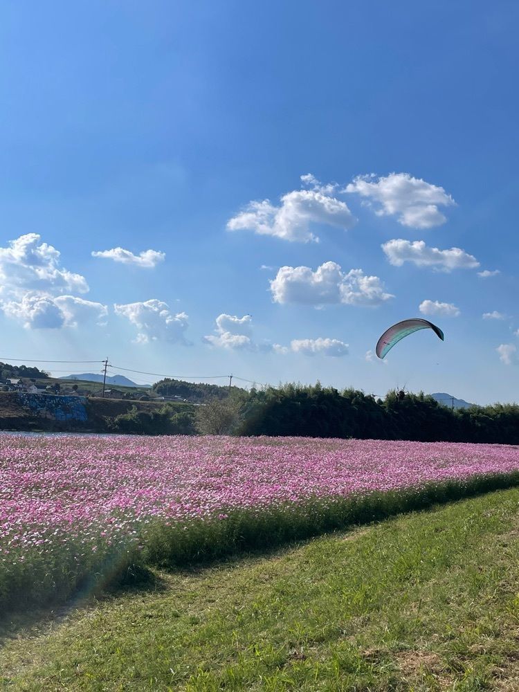 luckyさんが投稿した七城町コスモブリッジに関する口コミの画像