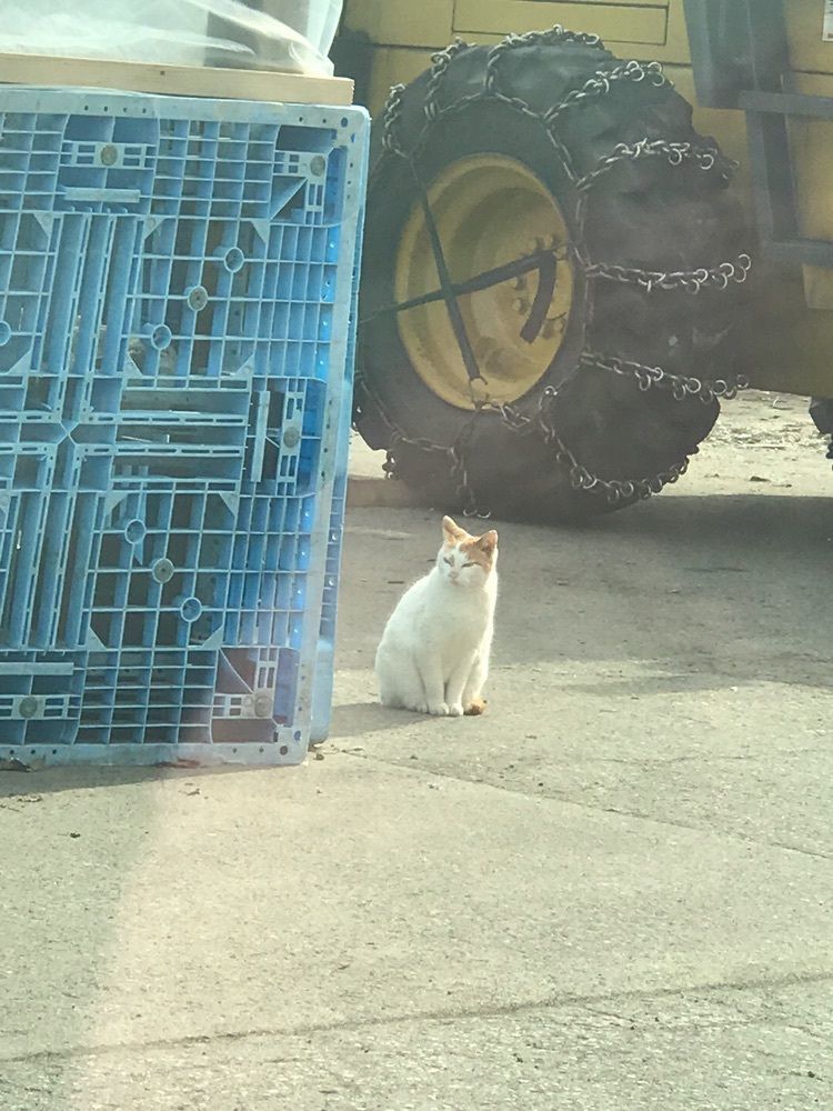 猫なぎ。さんが投稿したはやぶさに関する口コミの画像