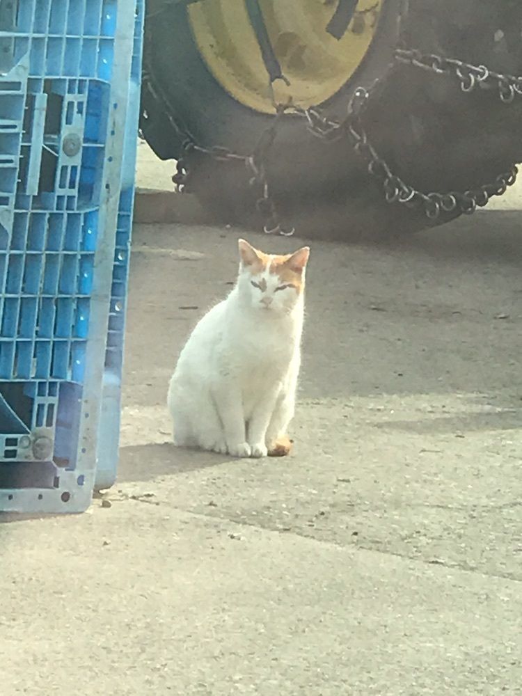 猫なぎ。さんが投稿したはやぶさに関する口コミの画像
