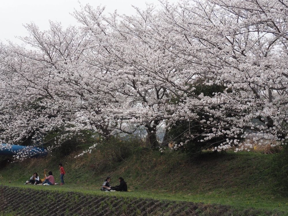 なおなおさんが投稿した岩崎城に関する口コミの画像